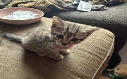 European cats for sale: 6 beautiful kitten - Image 1