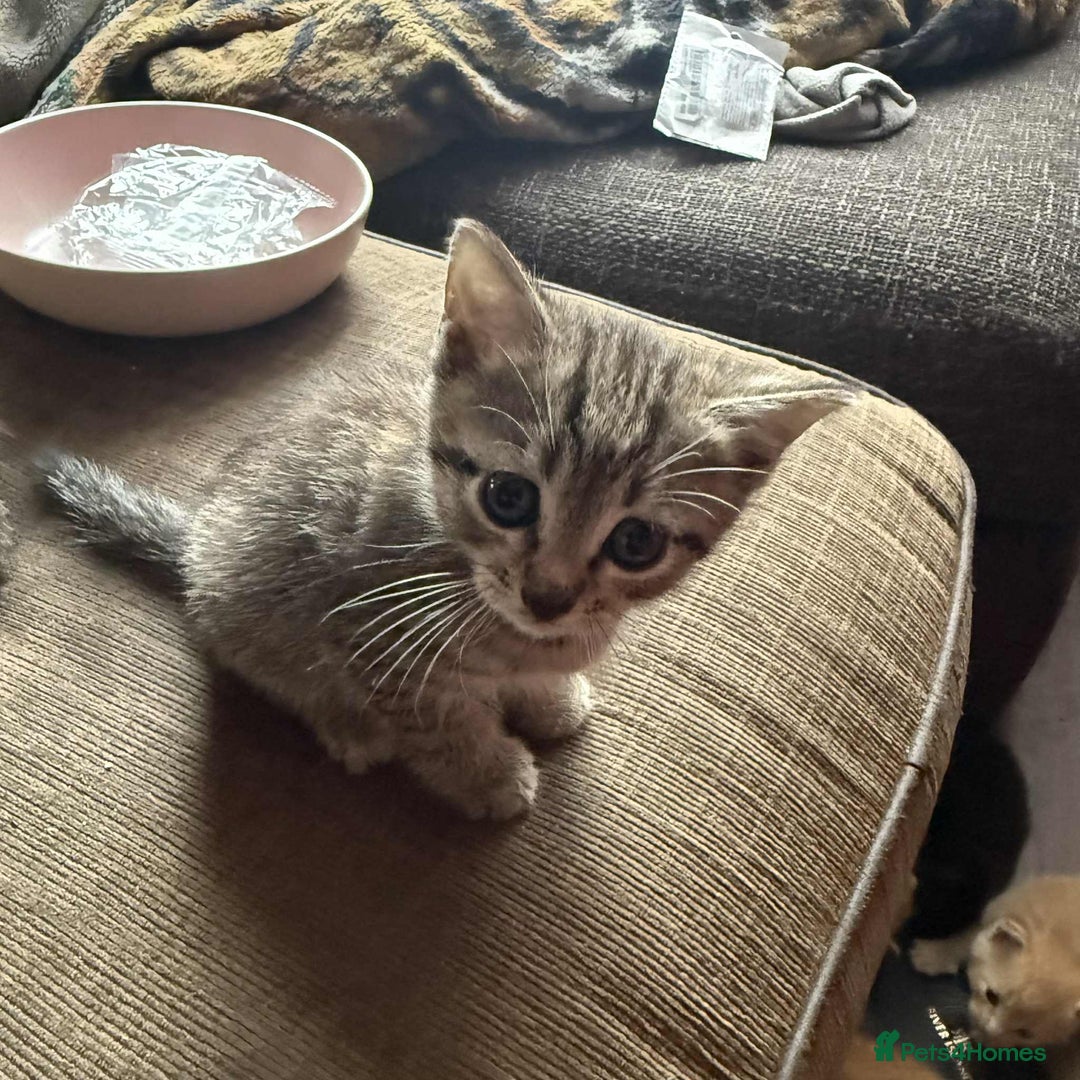 European cats for sale: 6 beautiful kitten - Image 1