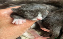 Domestic Shorthair cats for sale: Beautiful kittens  - Image 9