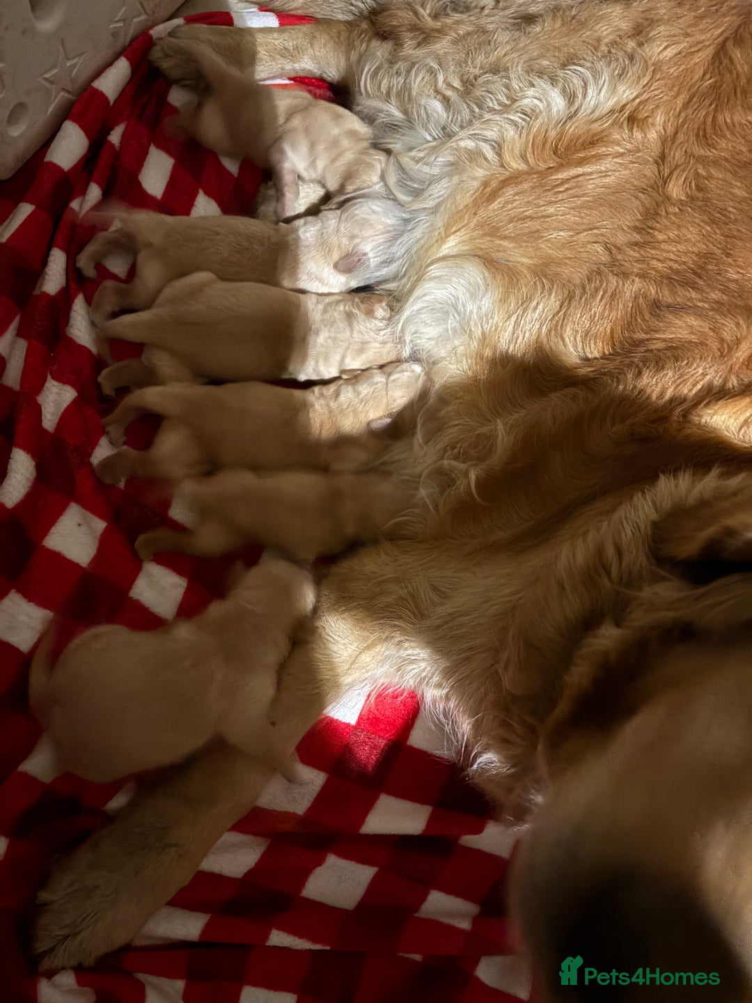 Golden Retriever dogs for sale: Golden retriever puppies boys and girls available  - Advert 3