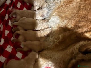 Golden Retriever dogs Golden retriever puppies boys and girls available - Advert 3