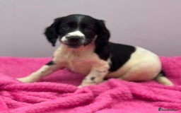 English Springer Spaniel dogs for sale: KC Calm English Springer Spaniel Puppies - Image 24