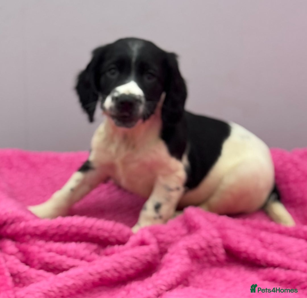 English Springer Spaniel dogs for sale: KC Calm English Springer Spaniel Puppies - Image 24