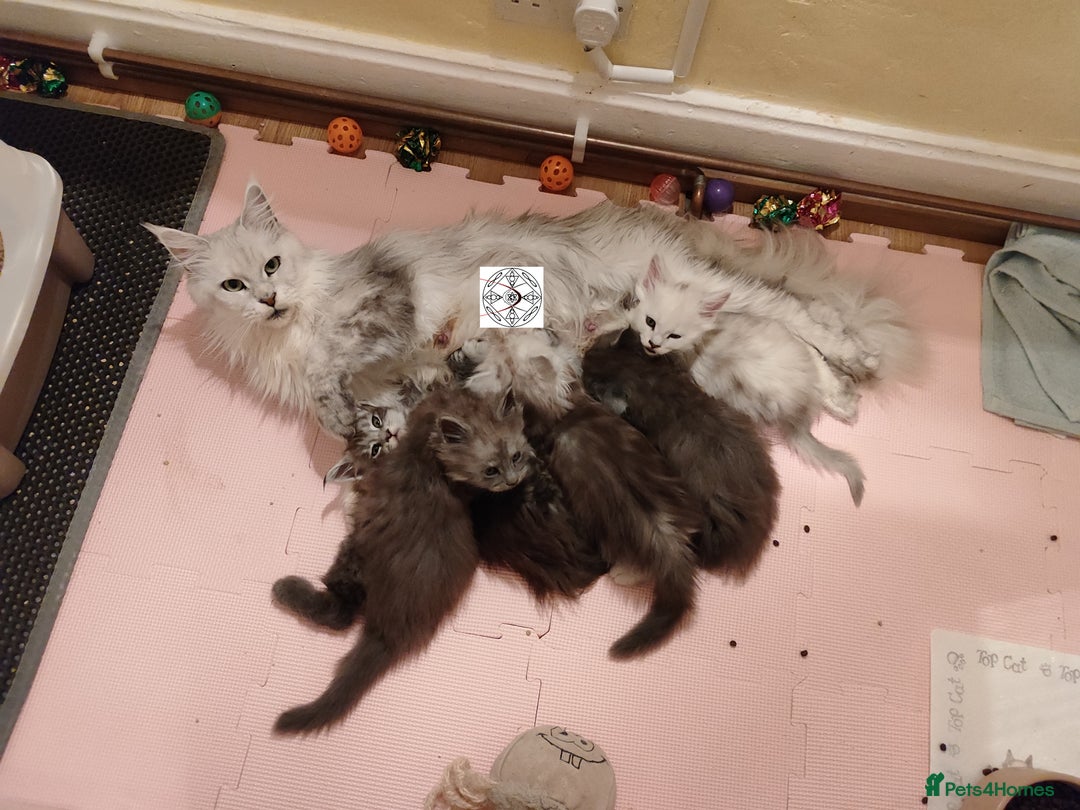 Maine Coon cats for sale: XXL beautiful Maine coon boy  - Advert 3