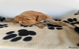 Cocker Spaniel dogs for sale: Working Cocker spaniel puppies  - Image 22