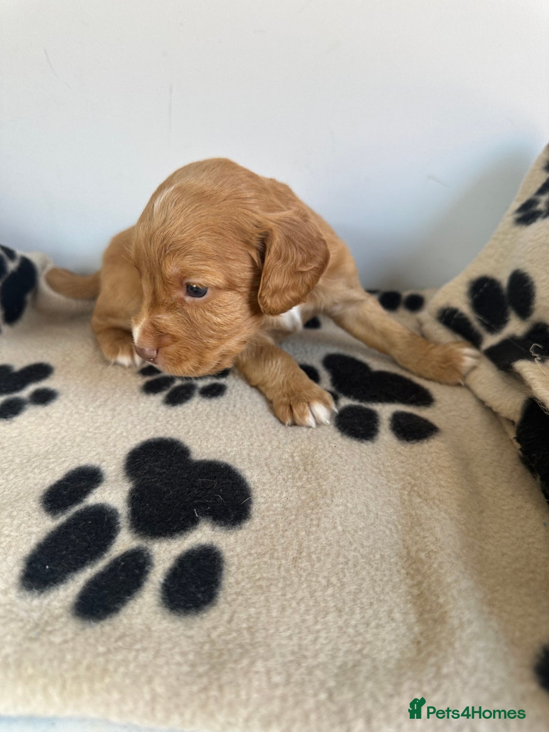 Cocker Spaniel dogs for sale: Working Cocker spaniel puppies  - Image 22