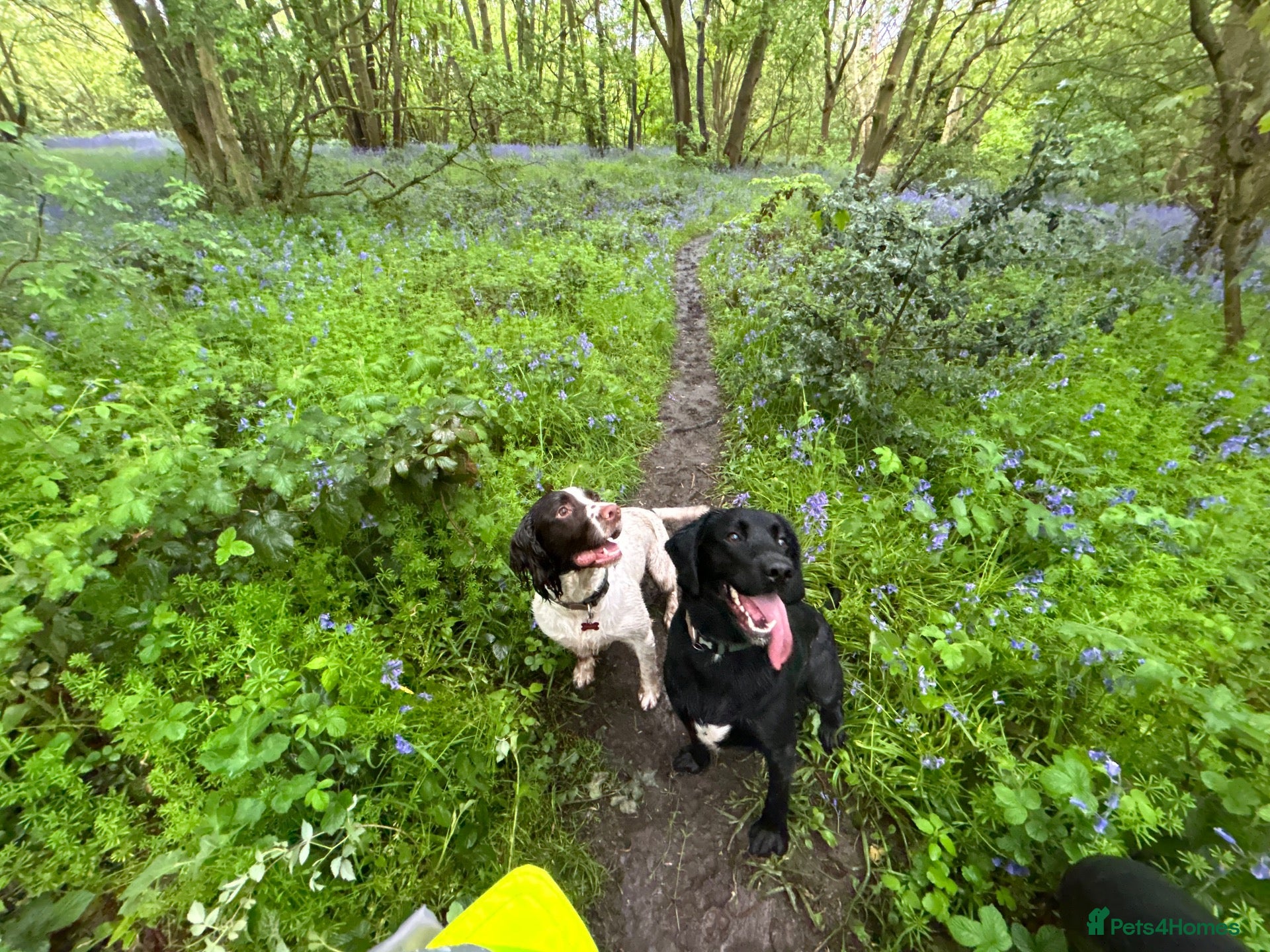 English Springer Spaniel dogs Springer Spaniel & Springador - Advert 1