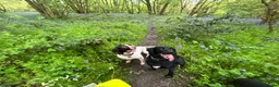 English Springer Spaniel dogs for sale: Springer Spaniel & Springador in Swadlincote - Advert 1