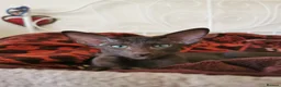 Oriental cats for sale: Exceptional show quality Orientals and Siamese  - Advert 7
