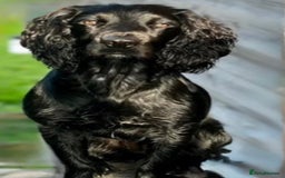 Sprocker dogs for sale: Sprocker 5 months old - Advert 9