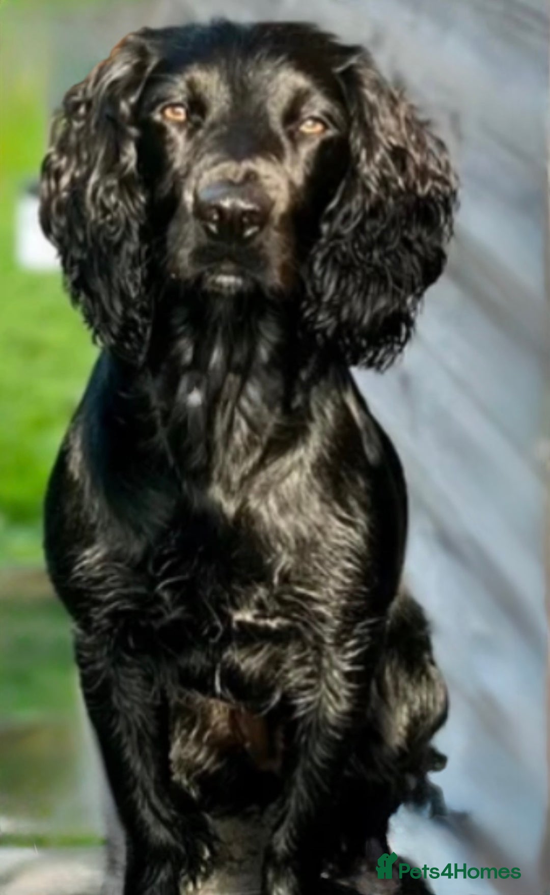Sprocker dogs for sale: Sprocker 5 months old - Advert 9