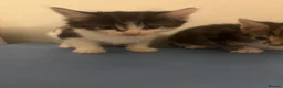 Mixed Breed cats for sale: Adorable playful kittens  - Advert 5