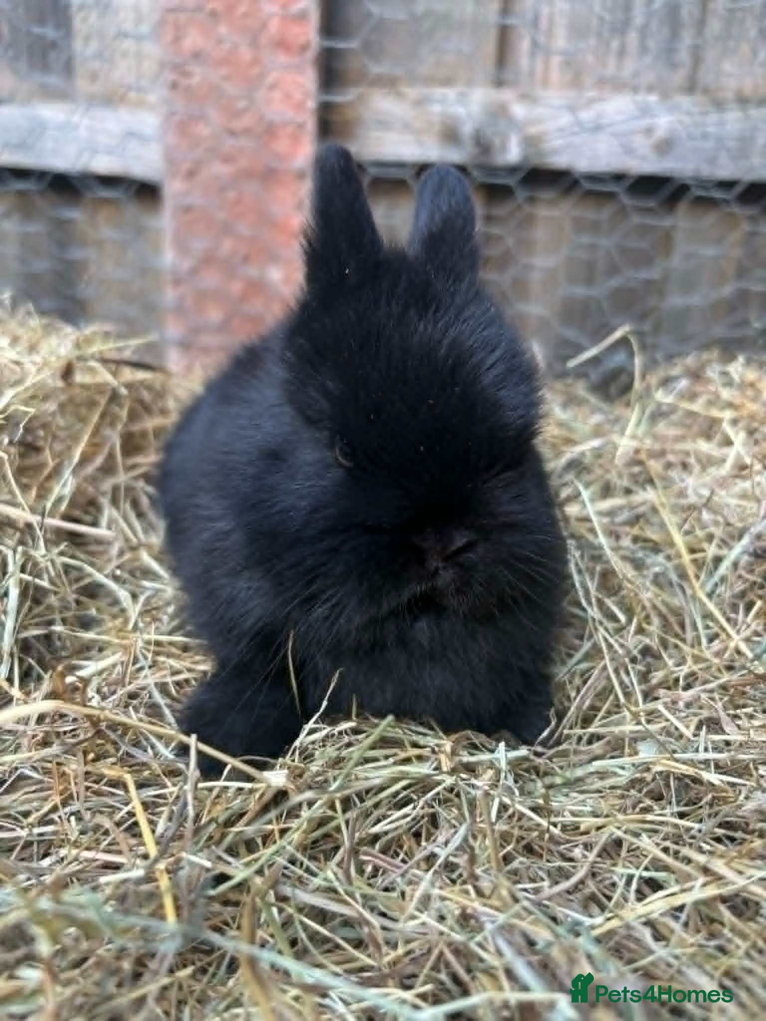 Mini Lop rabbits 1 Black Male Netherland Dwarf - Advert 2