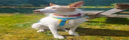 Ibizan Hound dogs for adoption: Vivian - gentle, sweet Podenco in Ayr - Advert 9