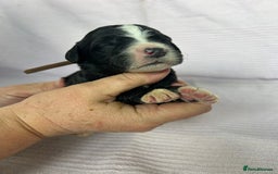 Bernedoodle dogs for sale: F1 standard Bernedoodle puppies. Licensed breeder - Image 11