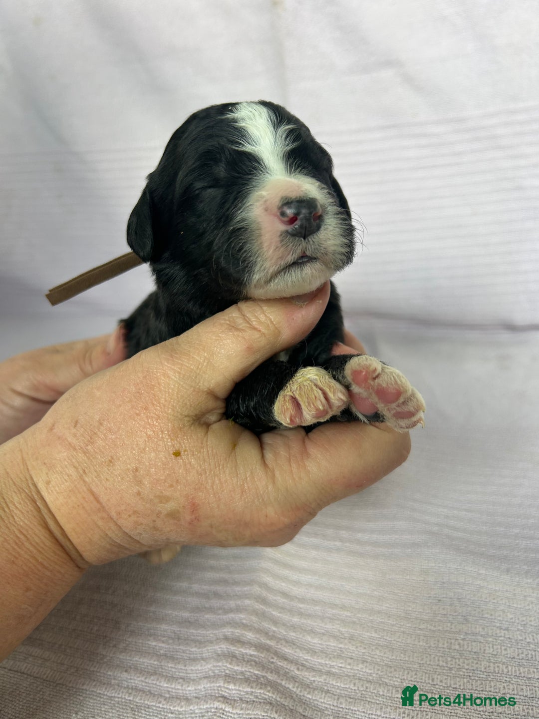 Bernedoodle dogs for sale: F1 standard Bernedoodle puppies. Licensed breeder - Image 11