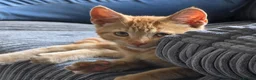 Mixed Breed cats for sale: Kittens  - Advert 7
