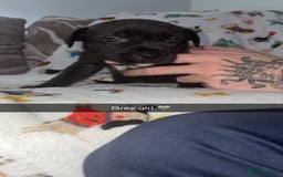 Staffordshire Bull Terrier dogs for sale: Staffordshire bull terrier puppies  - Image 6