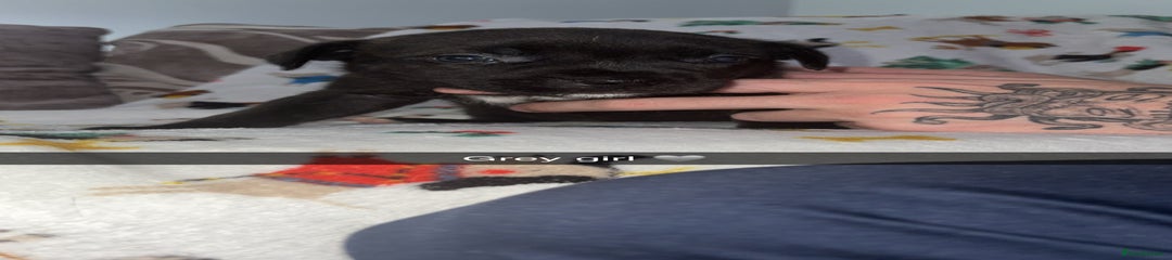 Staffordshire Bull Terrier Puppy 6