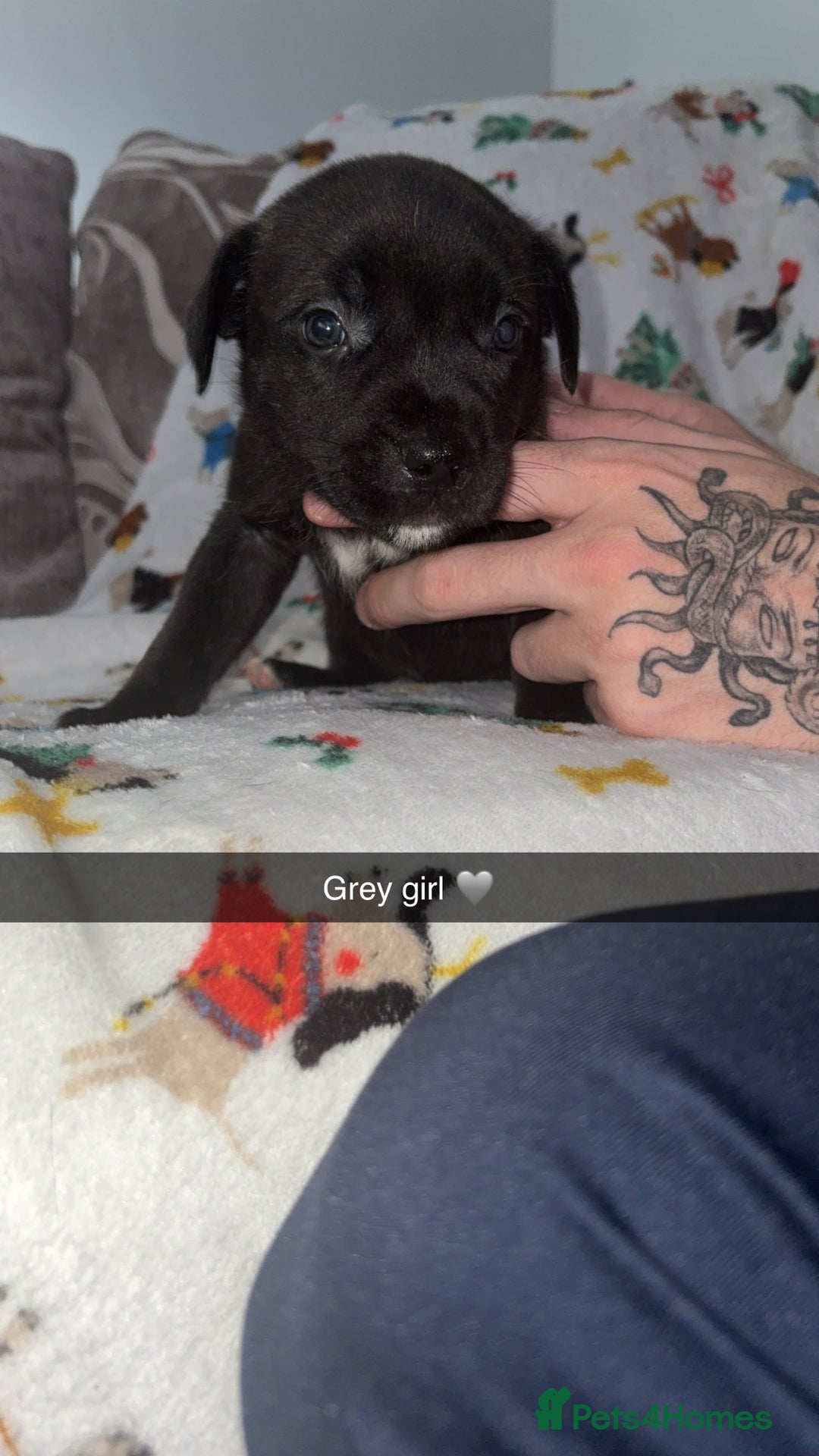 Staffordshire Bull Terrier dogs for sale: Staffordshire bull terrier puppies  - Image 6