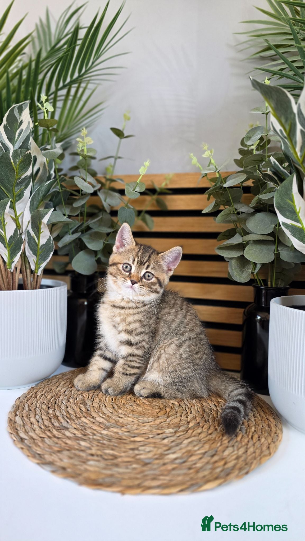 British Shorthair cats Beautiful British kittens - Advert 1
