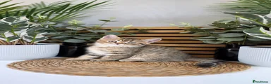 British Shorthair 4