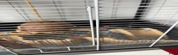 Mouse rodents for sale: Fancy Mice for sale in Wokingham - Advert 8