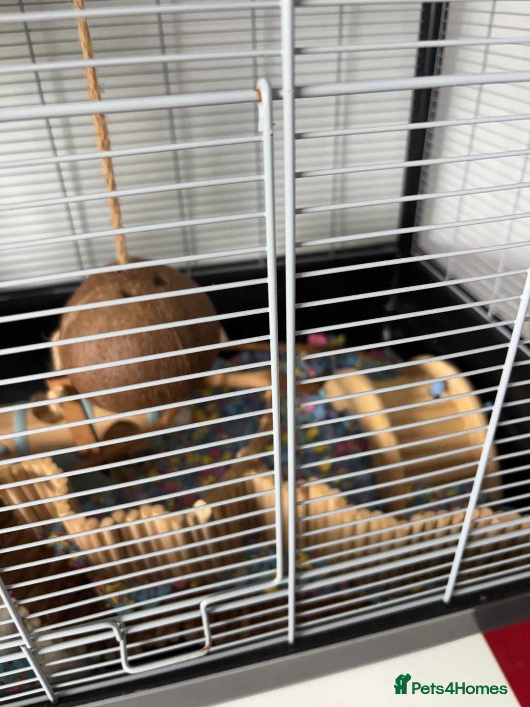 Mouse rodents for sale: Fancy Mice for sale in Wokingham - Advert 8