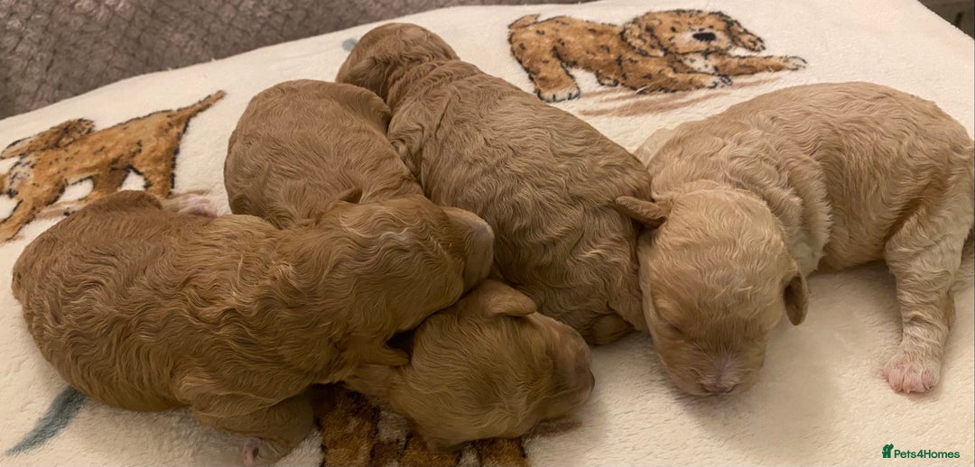 Cavapoo dogs for sale: Gorgeous Teddybear Cavapoo Puppies health checked  - Advert 9