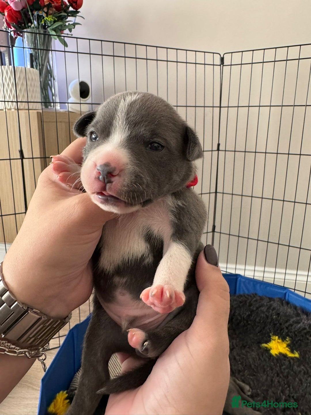 Staffordshire Bull Terrier dogs for sale: 🐶 KC Reg Staffordshire Bull Terrier Puppies 🐶 - Image 5