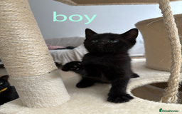 British Shorthair cats for sale: Cute half- short hair kittens for loving home❤️ - Image 9