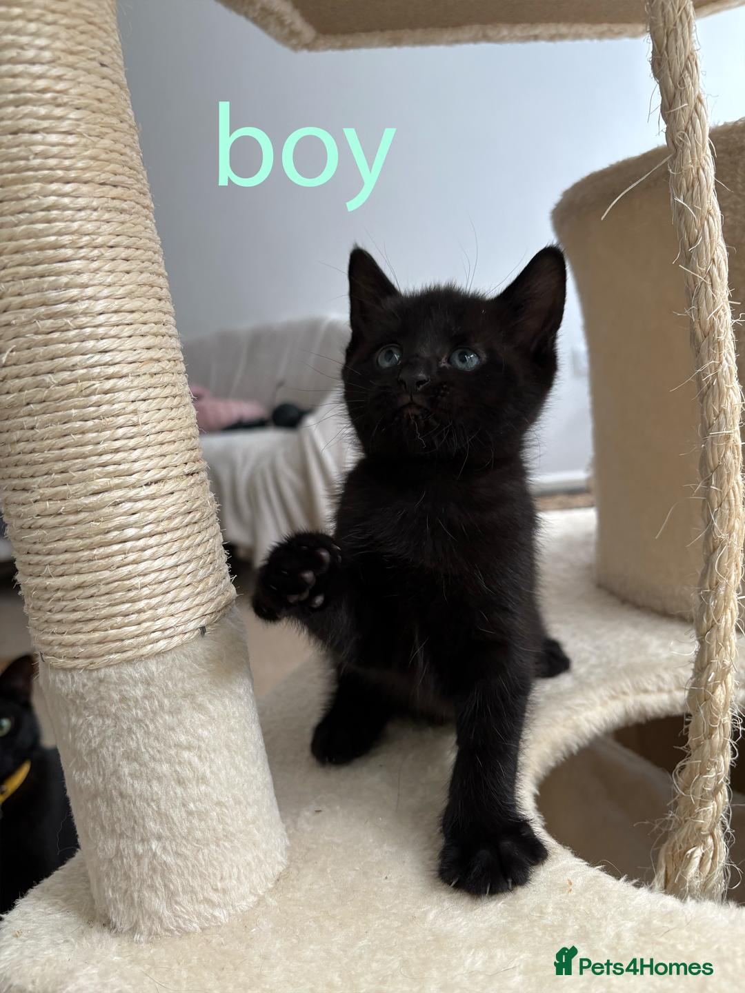 British Shorthair cats for sale: Cute half- short hair kittens for loving home❤️ - Image 9