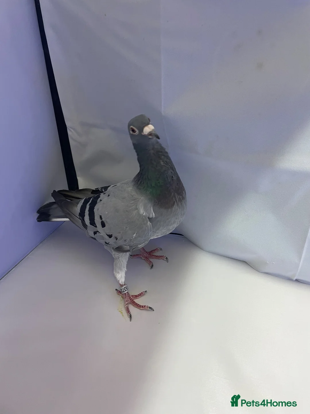 Pigeons birds for sale: Racing pigeons stock cocks with pedigree - Advert 9