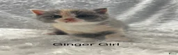 British Shorthair cats for sale: Registered British Shorthair kittens  - Advert 14