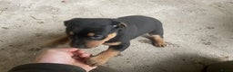 Rottweiler dogs for sale: Clean Rottweiler puppies raised with love and care - Advert 6