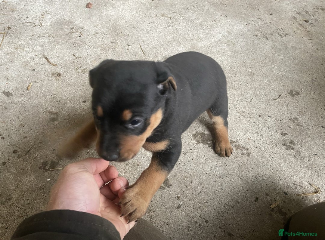 Rottweiler dogs for sale: Clean Rottweiler puppies raised with love and care - Advert 6