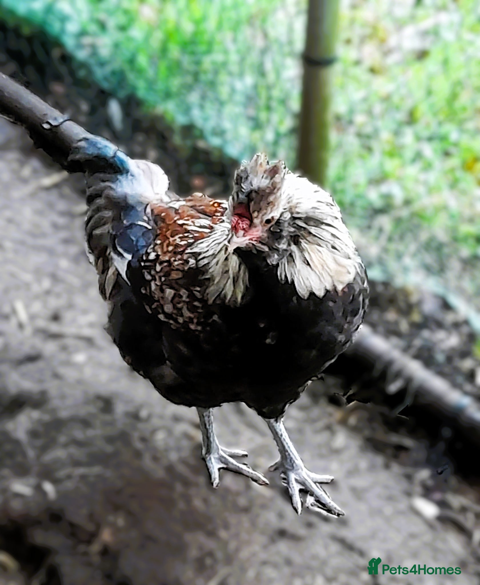 Chickens poultry Lovely Bantam Cockerel  - Advert 12