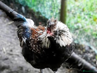 Chickens poultry Lovely Bantam Cockerel - Advert 16