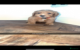 Cockapoo dogs for sale: 8 golden cockerpoos babies !!! - Image 7