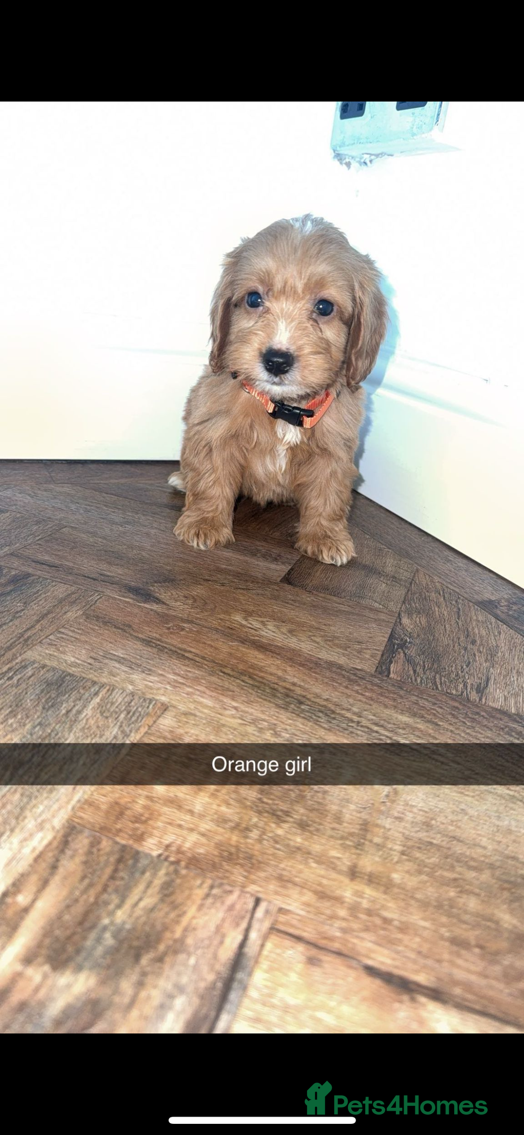 Cockapoo dogs for sale: 8 golden cockerpoos babies !!! - Image 7