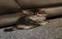 Scottish Fold cats for sale: TICA REGISTERED SCOTTISH BABIES  - Image 8
