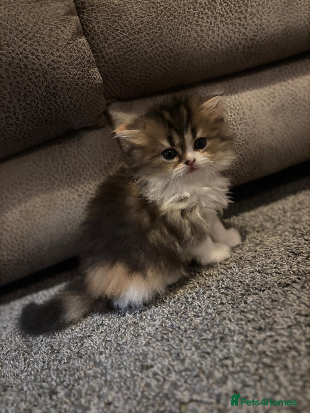 Scottish Fold cats for sale: TICA REGISTERED SCOTTISH BABIES  - Image 8
