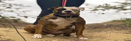 Mixed Breed dogs for sale: American bulldog x staffy  - Advert 5