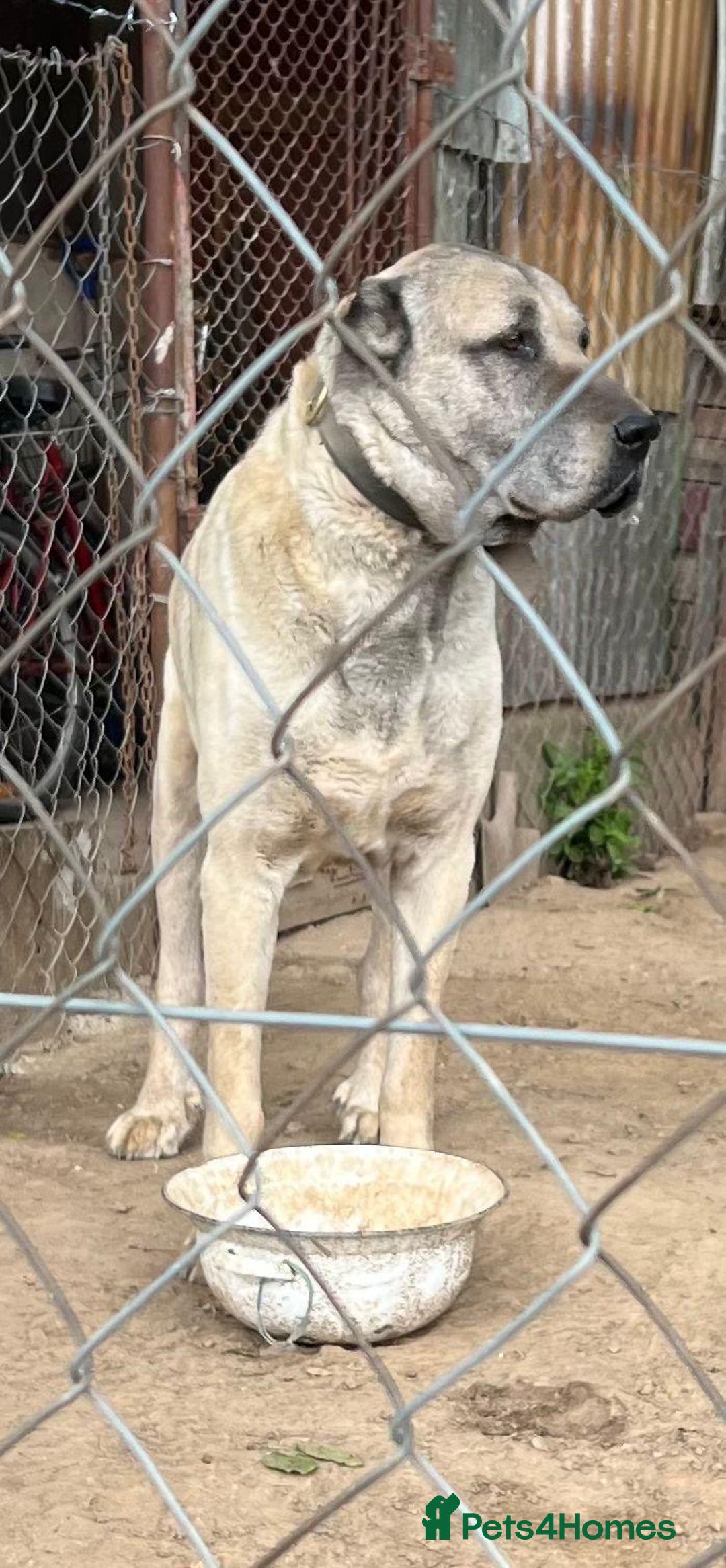 Anatolian Shepherd dogs for sale: Anatolian Shepherd(Malakli) - Advert 14