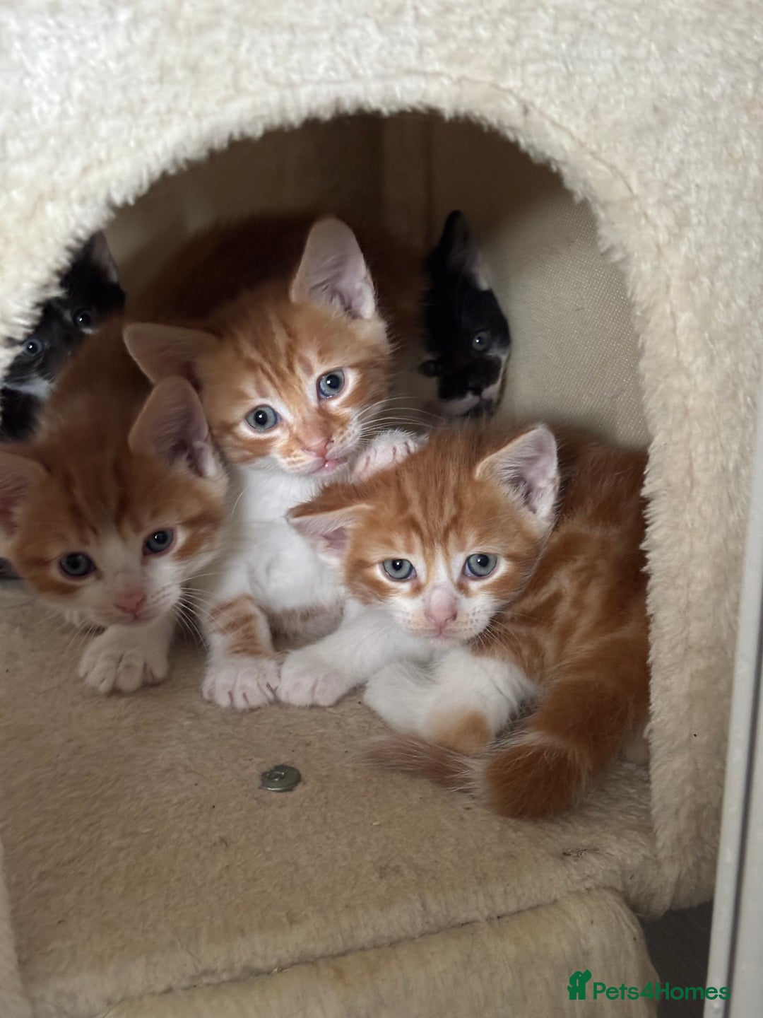 Mixed Breed cats for sale: 4 Gorgeous little boys  - Image 13