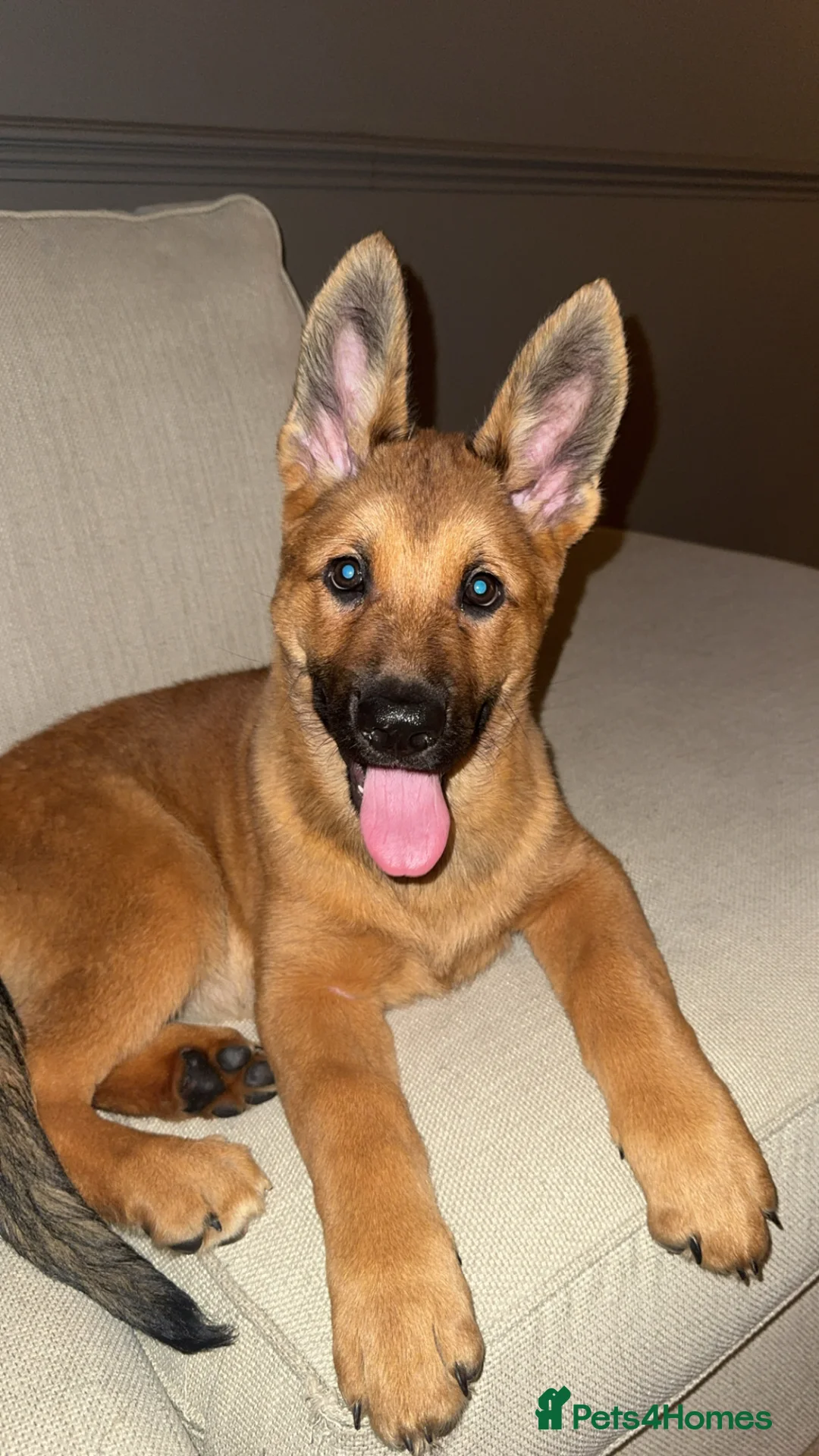 German Shepherd dogs for sale: German Shepherd Female Puppy - Advert 3