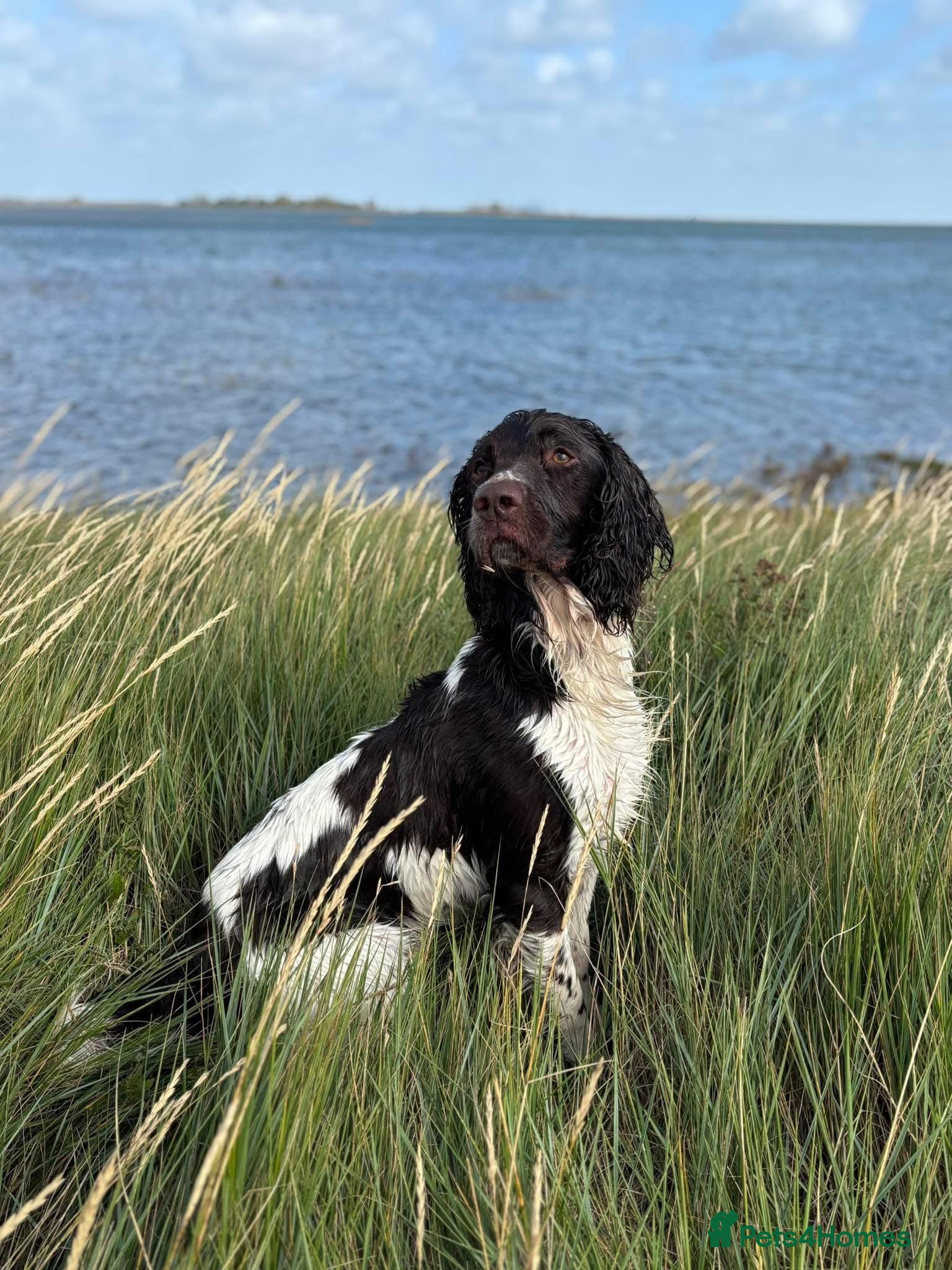 English Springer Spaniel dogs COI 5.9% English Springer Spaniel STUD  in Clacton-on-Sea - Advert 5