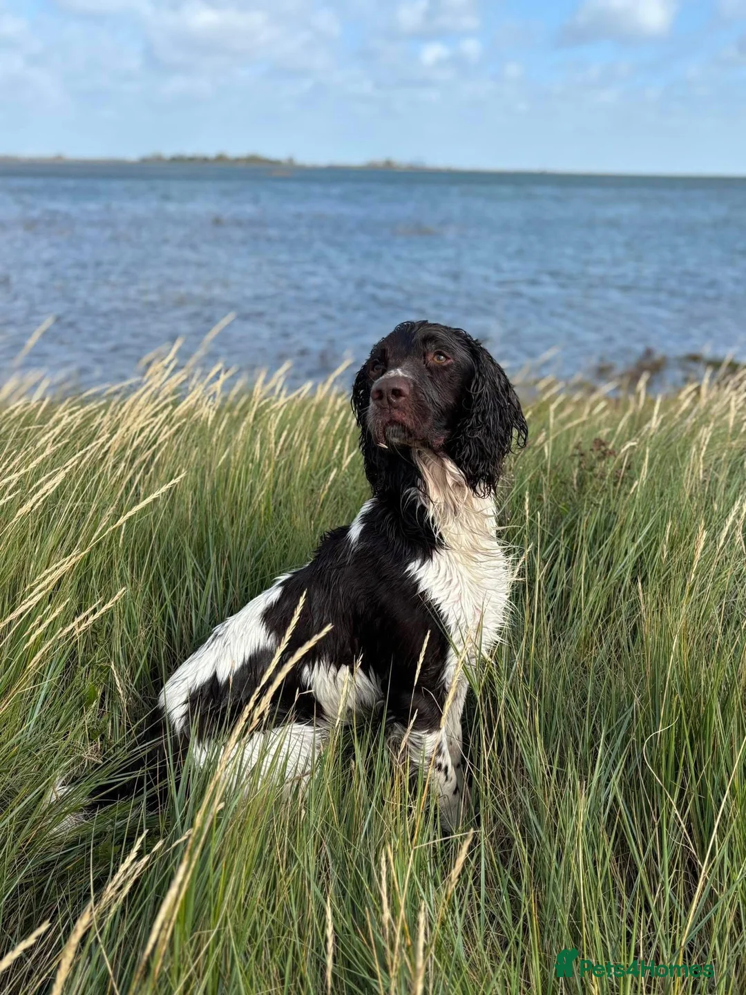 English Springer Spaniel dogs for stud: COI 5.9% English Springer Spaniel STUD  in Clacton-on-Sea - Advert 1