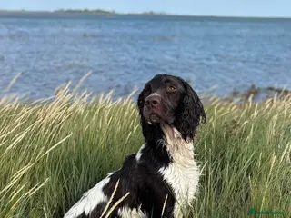 English Springer Spaniel dogs COI 5.9% English Springer Spaniel STUD in Clacton-on-Sea - Advert 4
