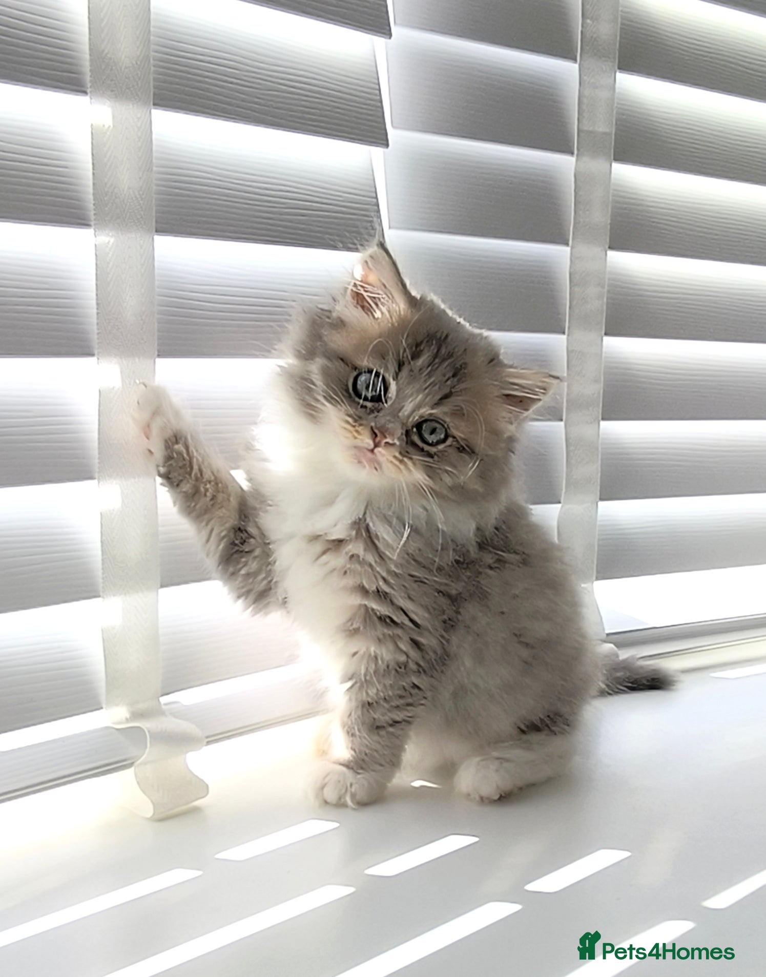 British Longhair cats Stunning British Longhair Kittens  - Advert 1